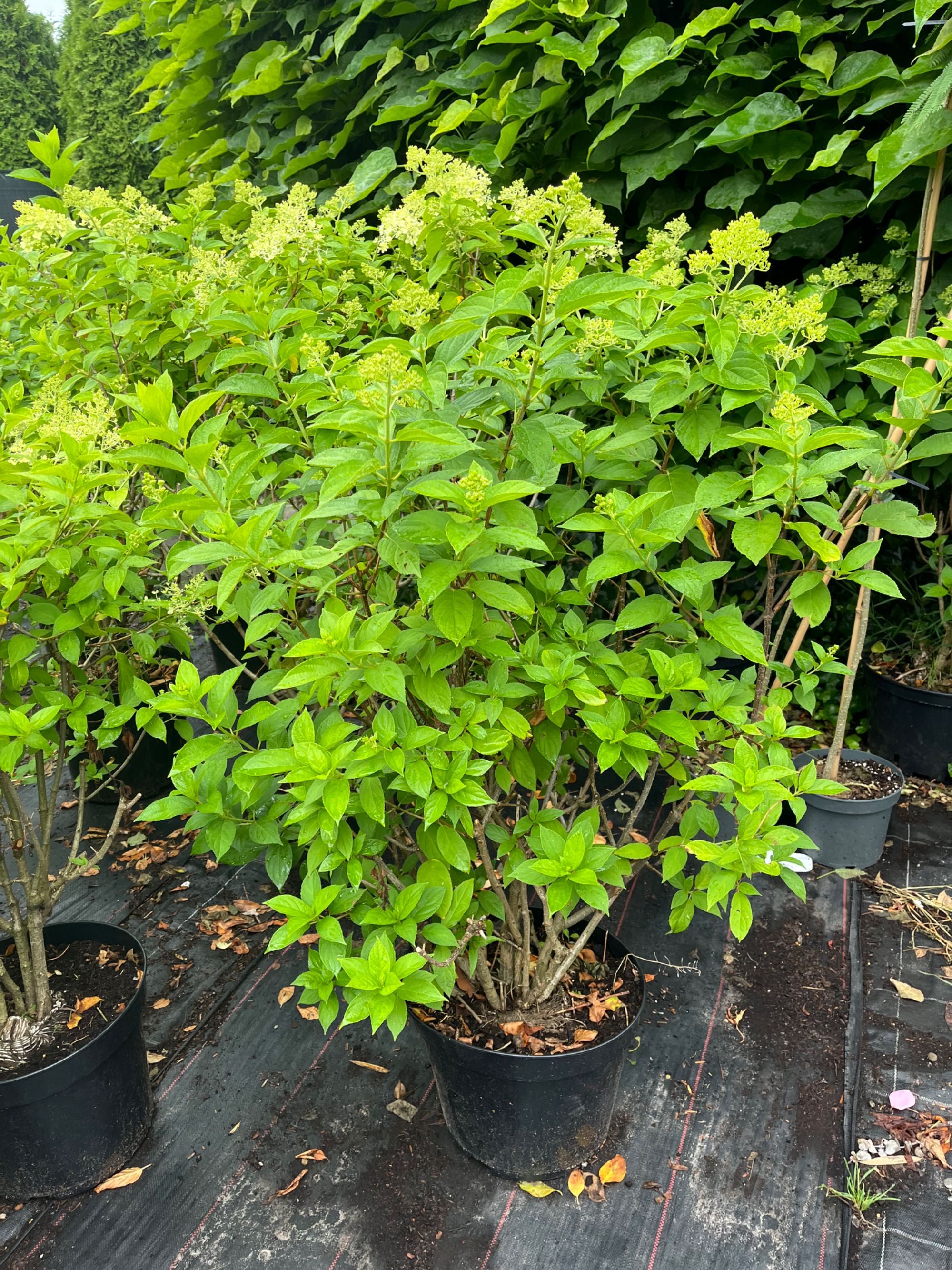 Hortensja bukietowa Limelight