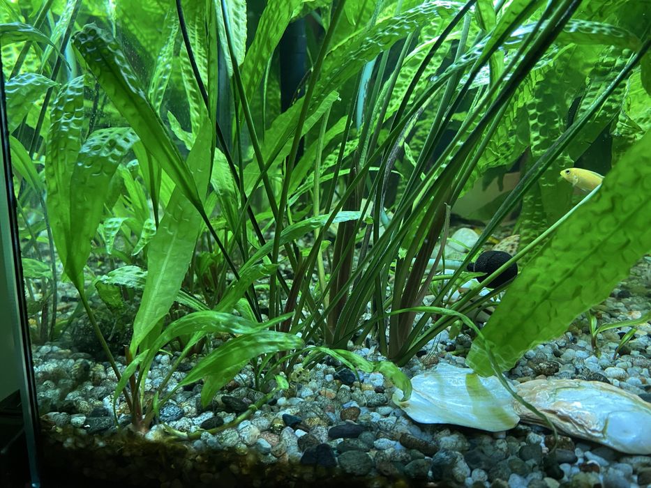 Roślinki akwariowe kryptokoryna karbowana