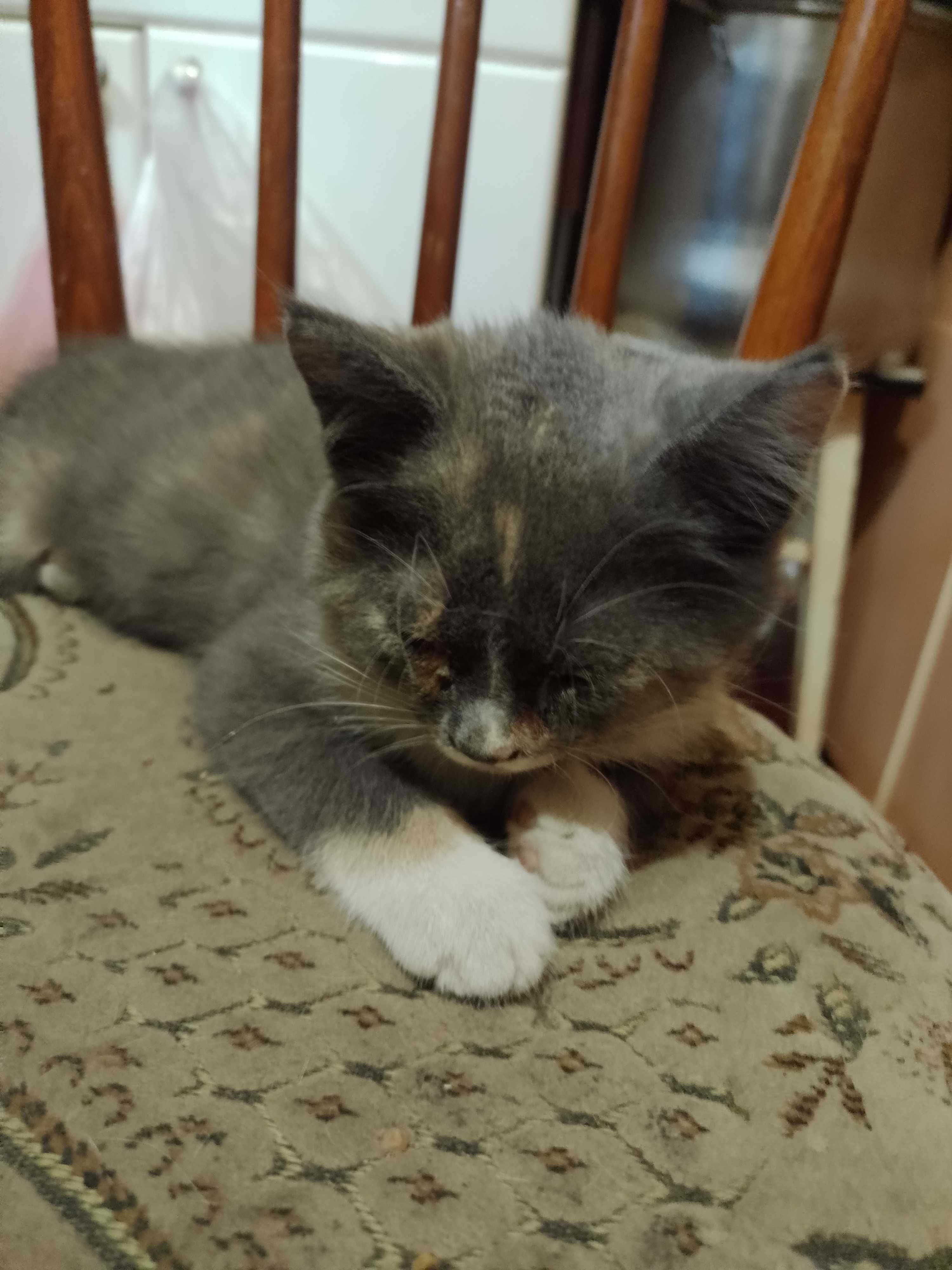 Коти вітдам в хороші руки
