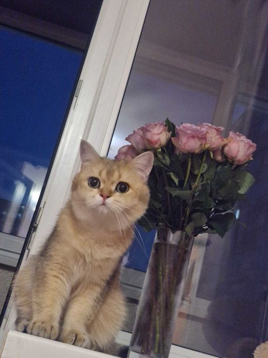 Кот золотистая шеншыла