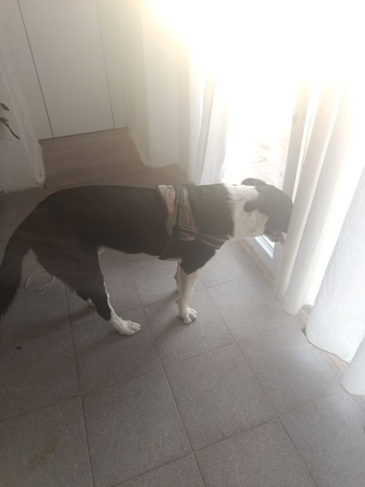 Doação responsável cão