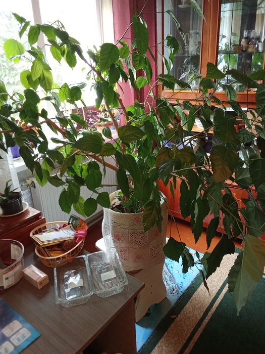 Китайська роза квіти