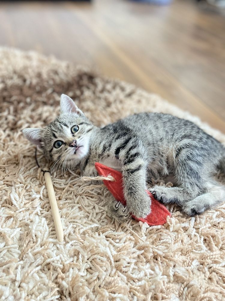 Подарую малеке кошеня