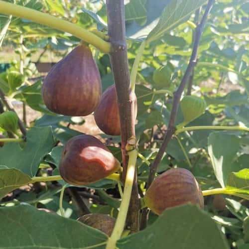 Інжир крупноплідний, Фіга