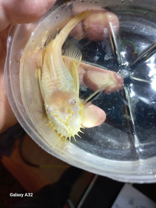 Glonoiad samiec  młody