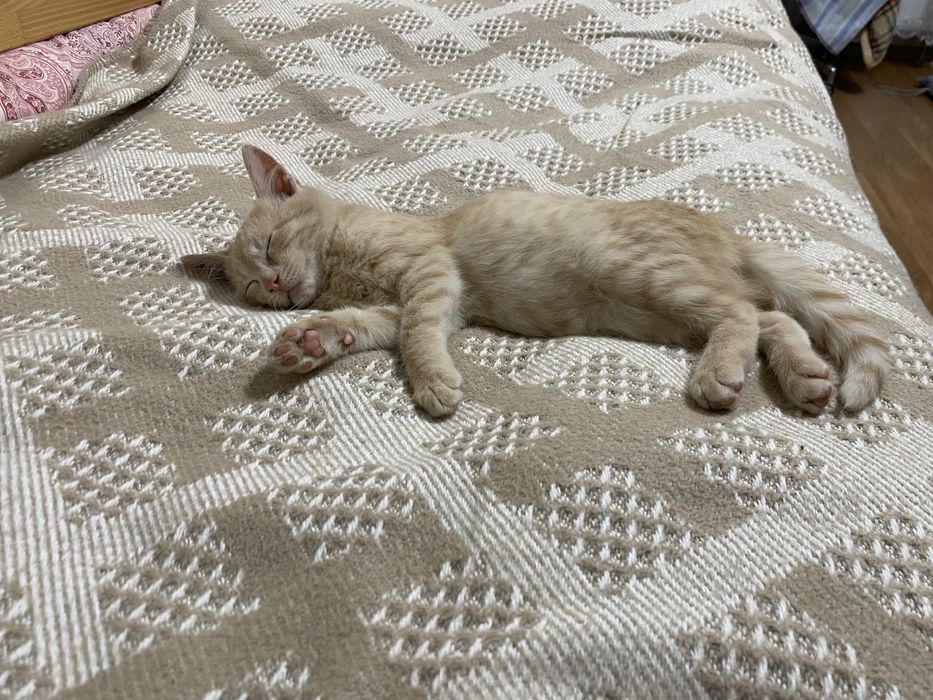 шукаємо дім кошенятам!