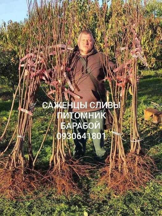 Гибриды Фруктовых Деревьев. ОПТ и Розница Питомник Барабой