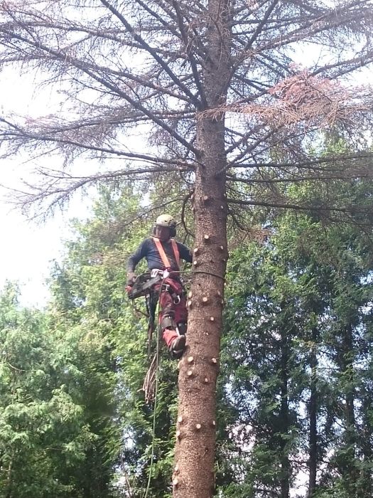 Alpinistyczna wycinka drzew, ścinka drzew Oświęcim Bieruń +30 km