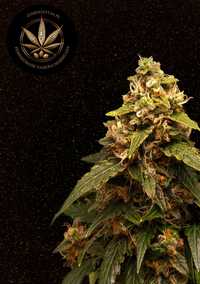 Zestaw nasiona marihuany automatyczne - 20 sztuk cztery odmiany