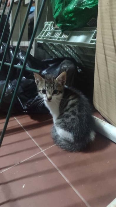 PARA ADOÇÃO Responsável