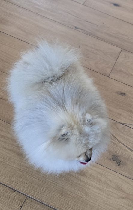 Pomeranian szpic miniaturowy zkwp FCI