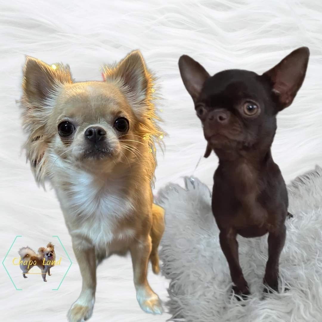 Chihuahua piesek niebieski