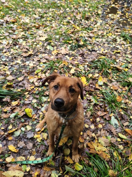 Wyjątkowy Pies o wspaniałym charakterze - Bekon