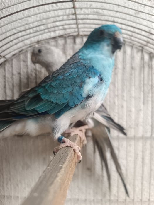 Vendo casais de red rumped