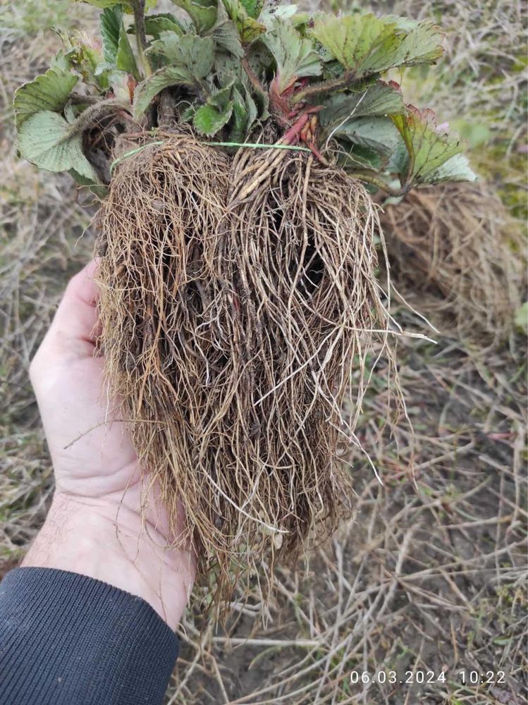 Продам Саджанці полуниці , малини , смородини