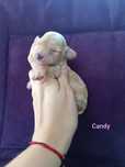 Pudel Miniaturowy/Toy sunia