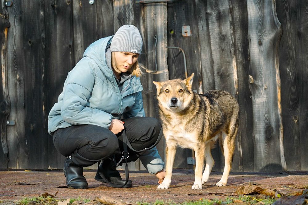 VISTO - starszy psiak błaga o dom
