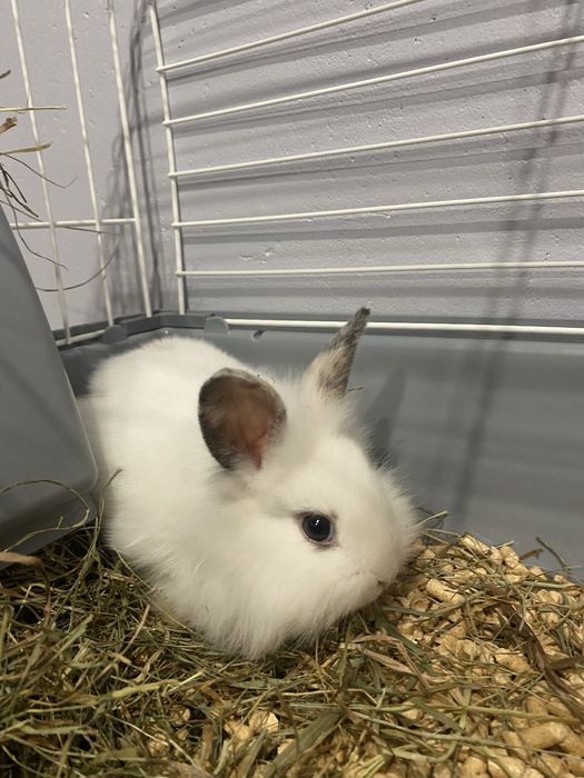 Królik, klataka, pelet