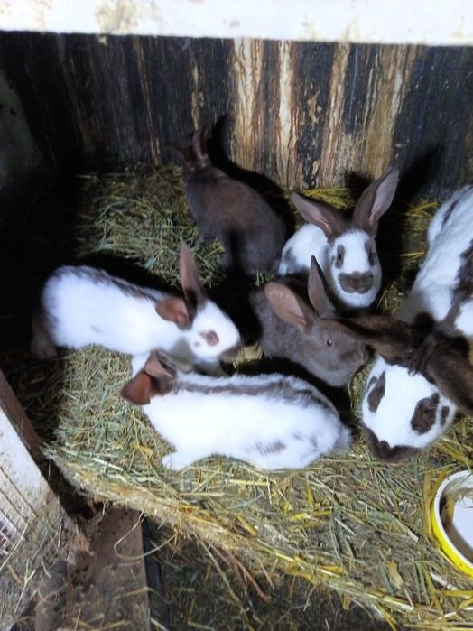 Króliki srokacze havana