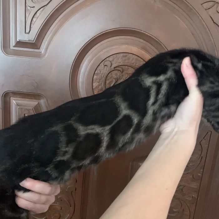 Угольный бенгальский кот