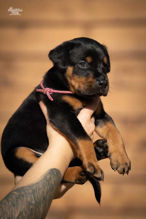 Doberman FCI szczeniak pies, wspaniała budowa, idealna psychika.
