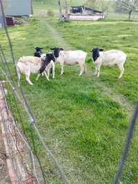 Owce rasy dorper