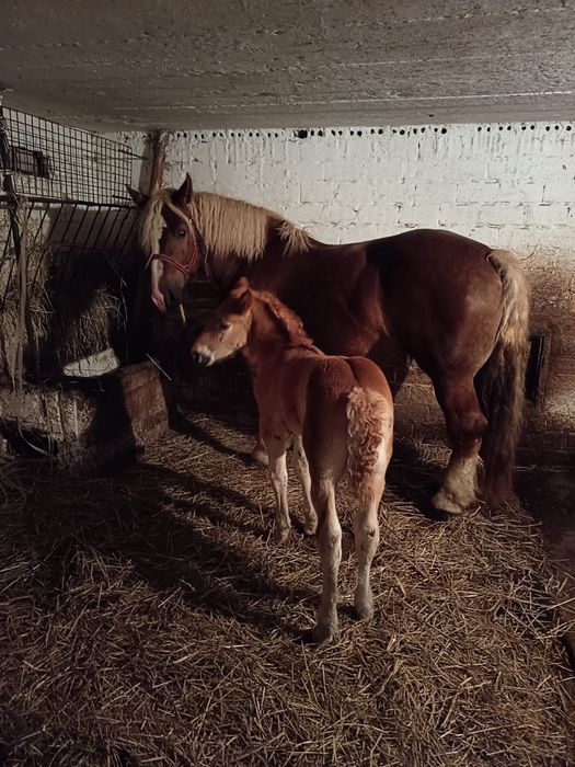 Klacz zimnokrwista kasztana