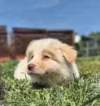 Border collie ee red