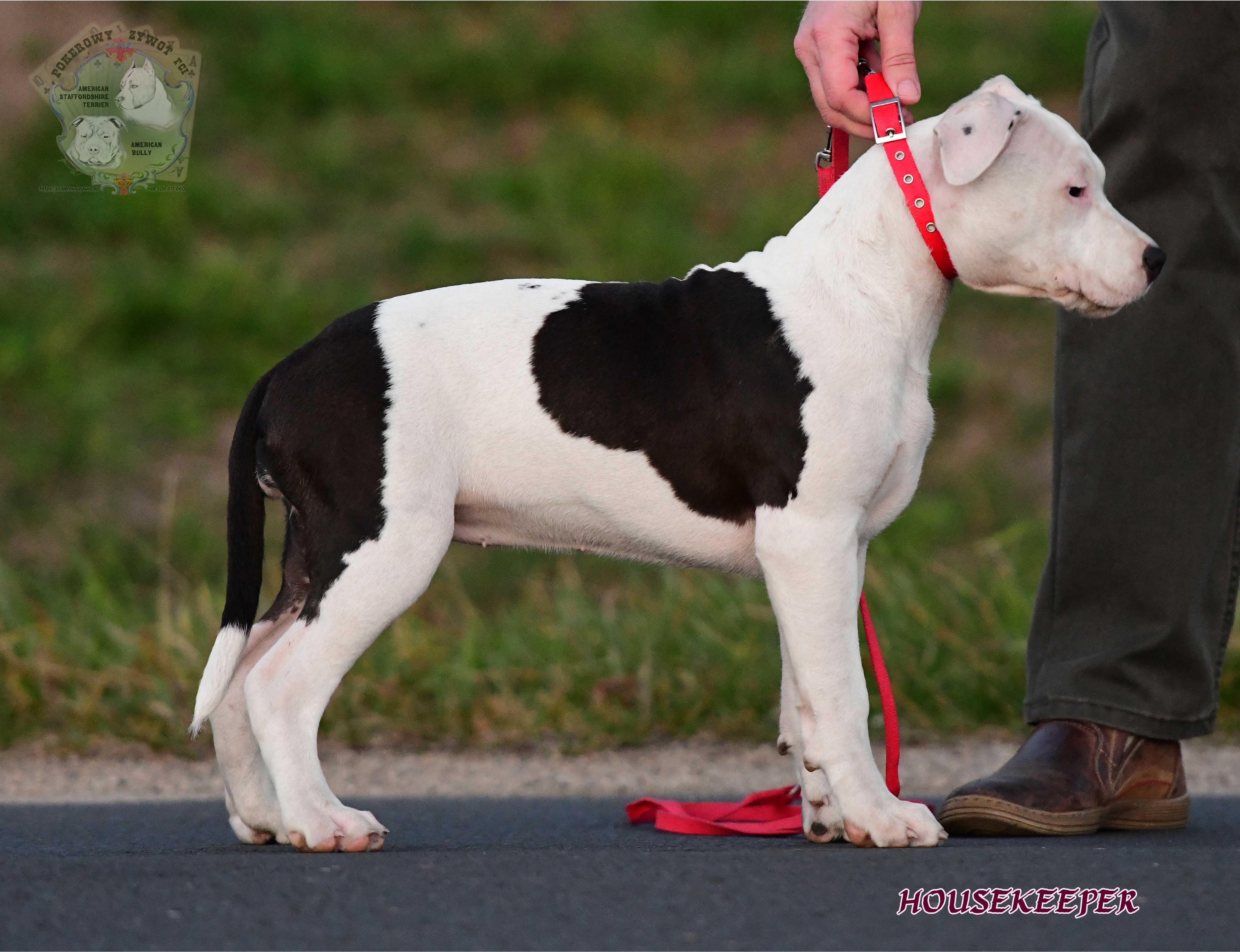 Amstaff, mocna piękna dziewczyna, doskonały rodowód - ZKwP/FCI