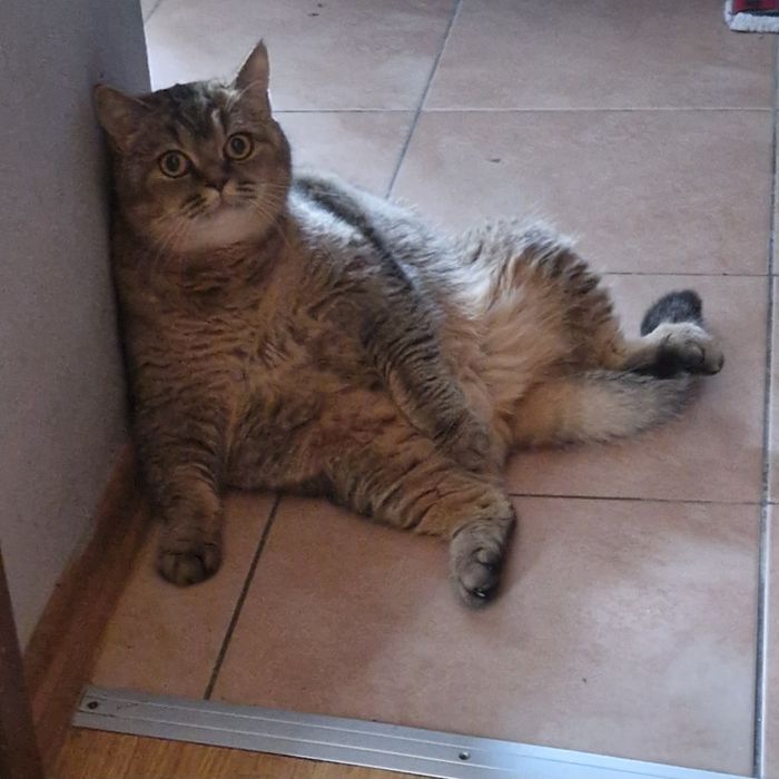 Kotek niebieski chlopak