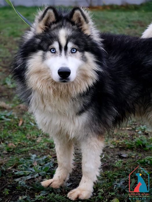 Tayo 283/24 - SZUKA DOMU!