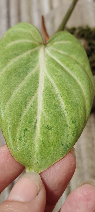 Philodendron Gloriosum Aurea Mint Variegated