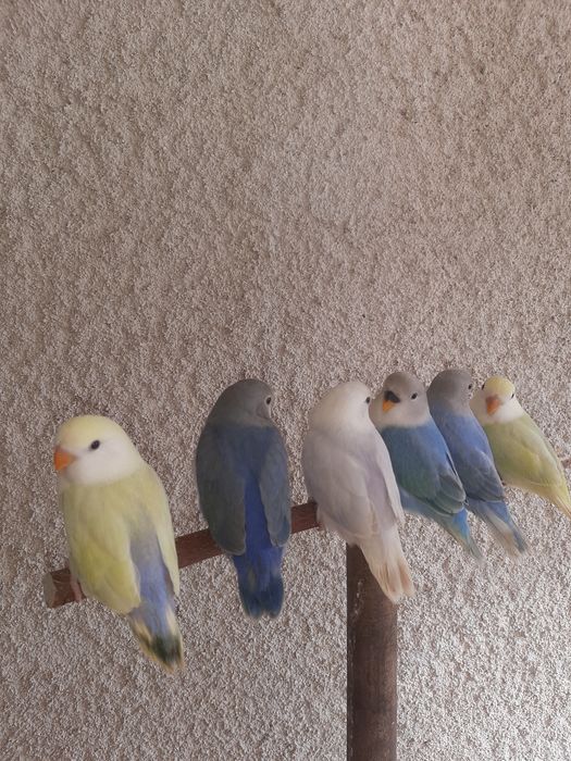 Agapornis Domesticados