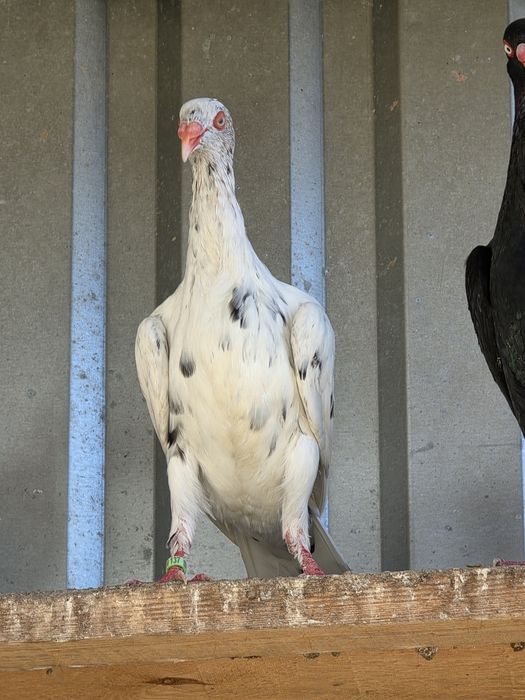 Biały nakrapiany duński lotny