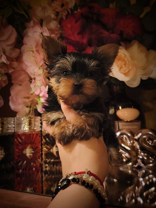 Książę XXS Cudowny Wyjątkowy Yorkshire Terrier Rodowód Paszport