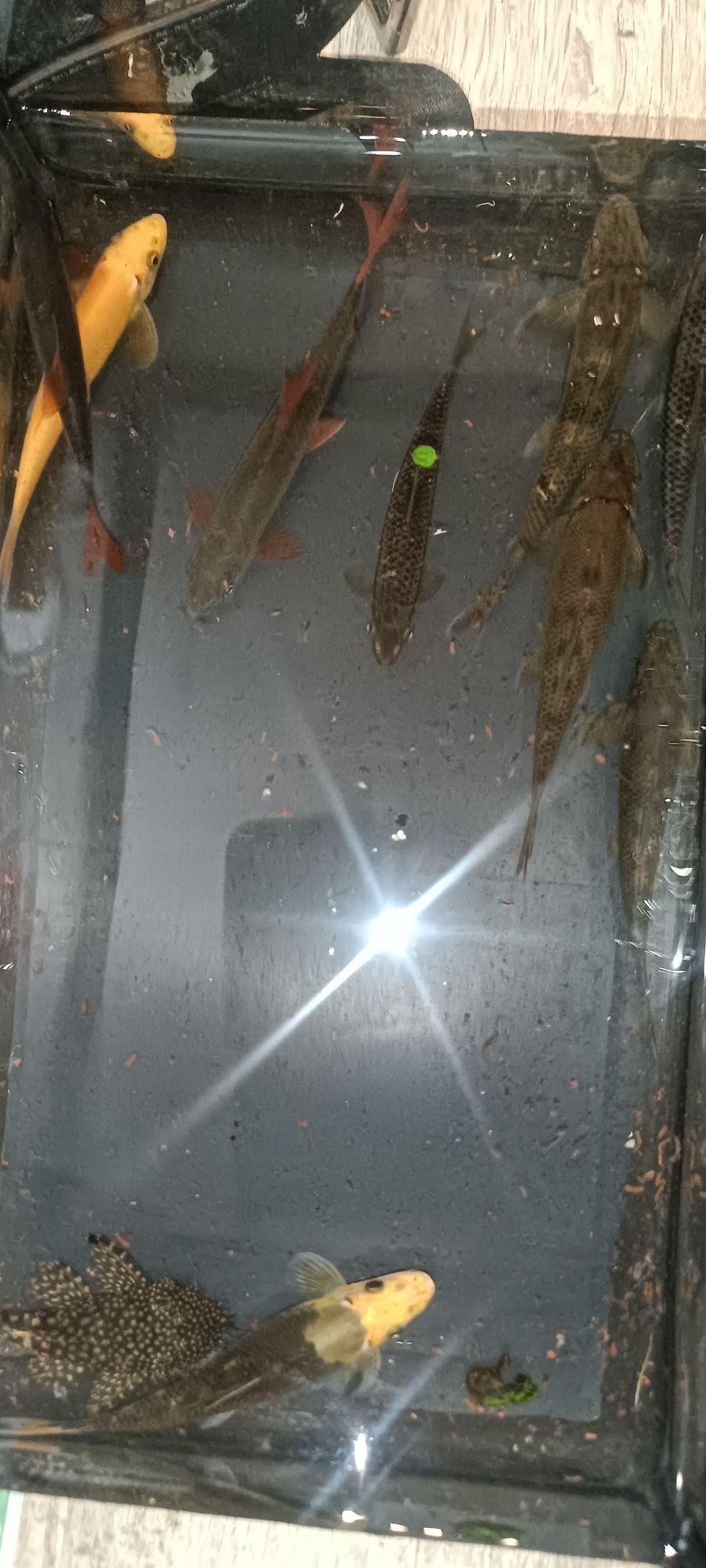 Troco lote de peixes por platys,ou gupys