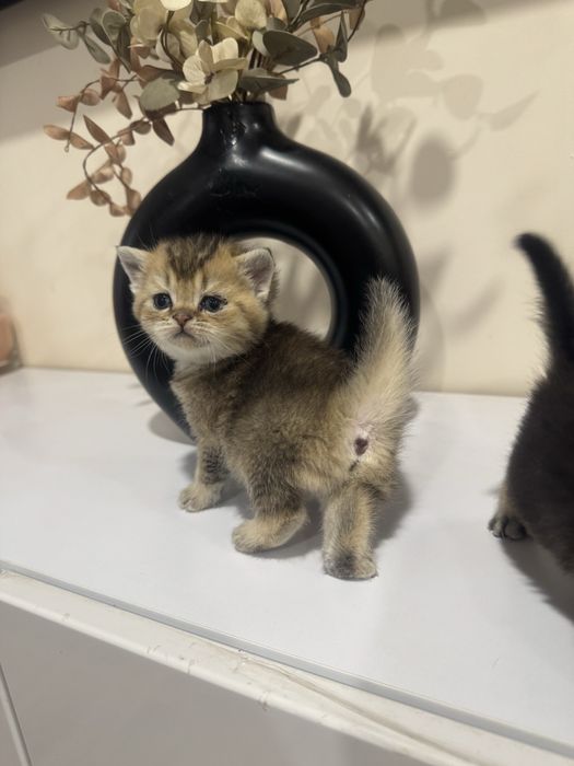 Золотые скоттиш фолд и страйт