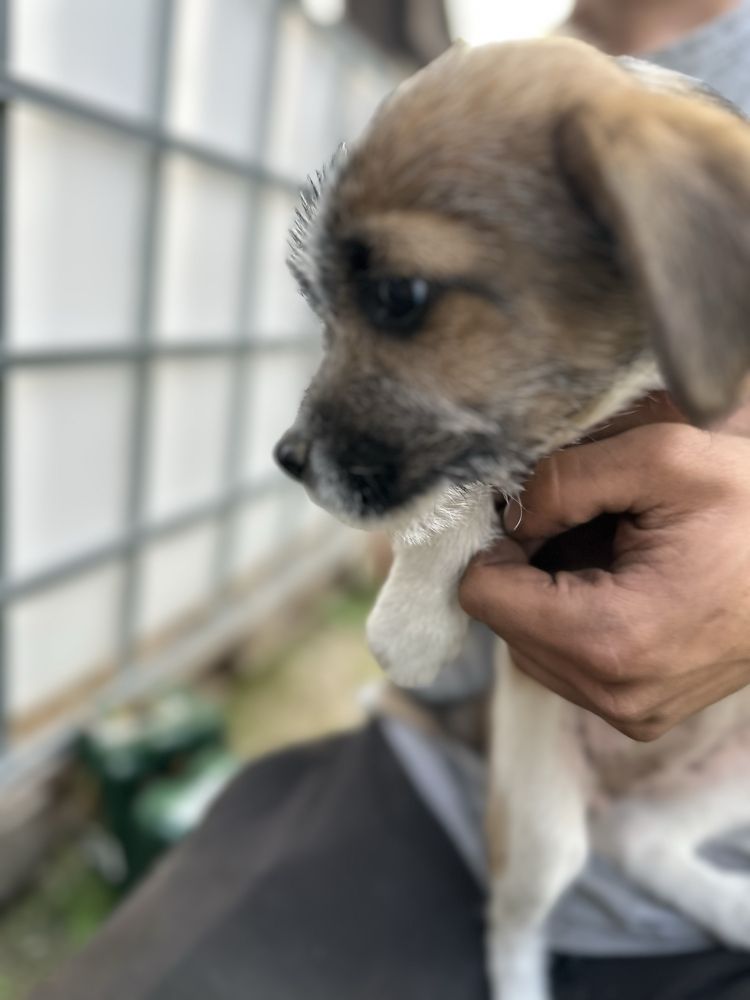 Oddam młode psy w dobre ręce