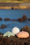 Conjunto decorativo do mar
