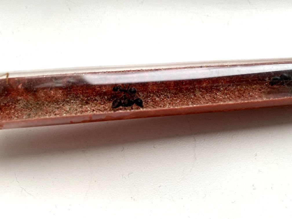 Мурашина ферма з Crematogaster scutellaris,та camponotus xiangban