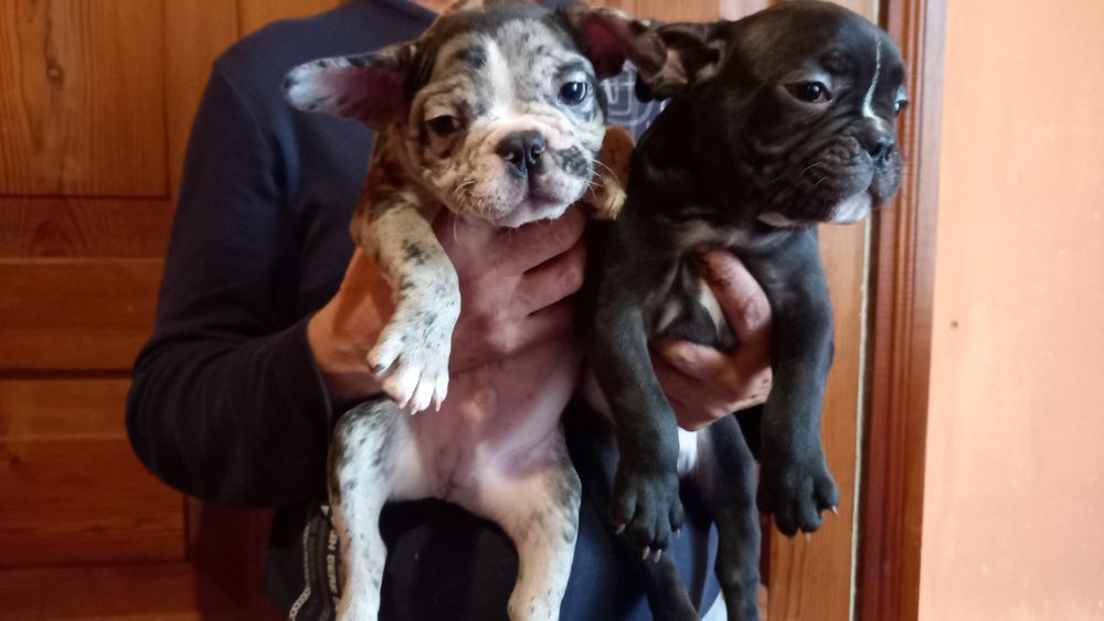 Хлопчики французи.