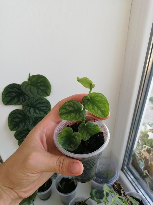 Монстера дубія ( monstera Dubia)