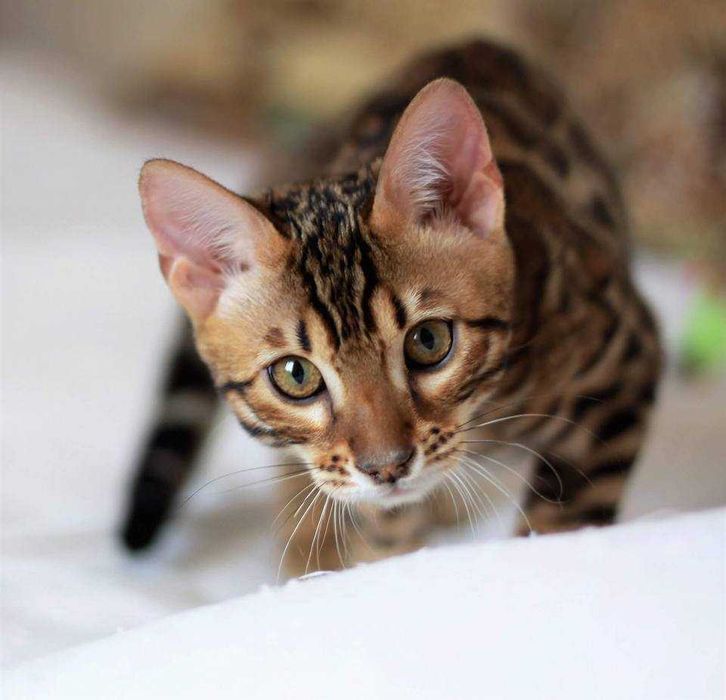 Kocurek Bengalski Do odbioru FPL /FIFE