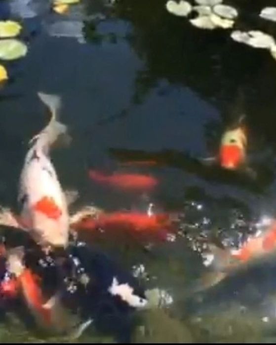 Корм для риб, короб коі Україна, nishiki, coppens, рибки