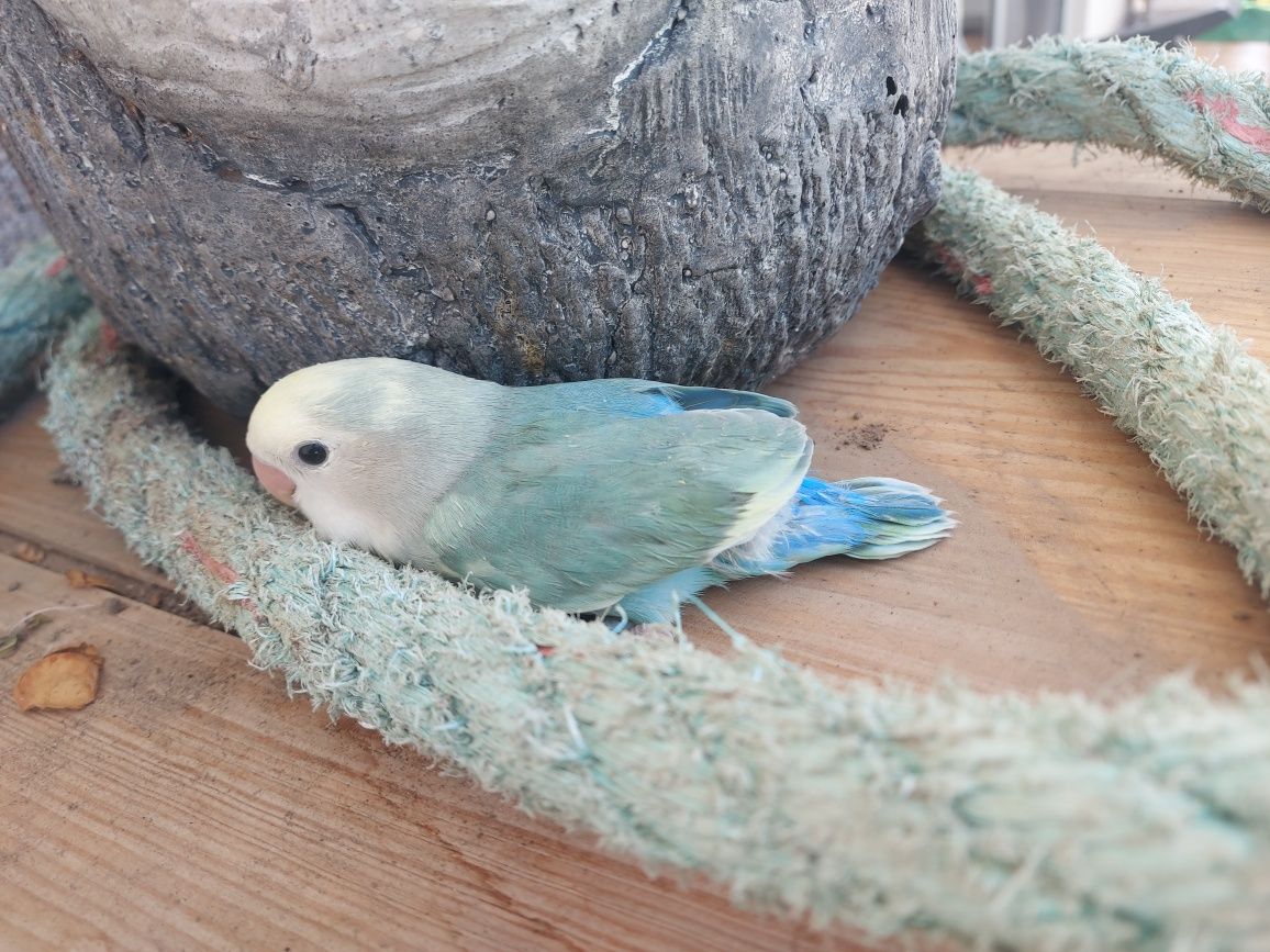 Agapornis domesticado