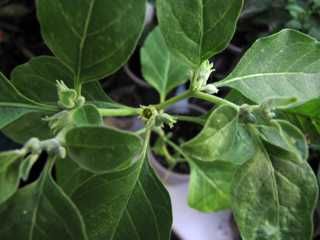 ашваганда насіння і рослини (витания сомнифера)