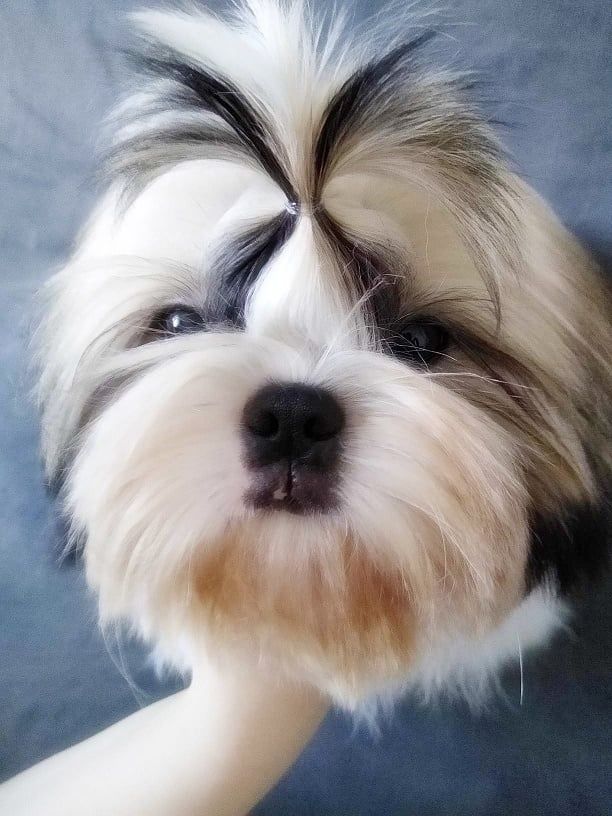 Shih Tzu suczka z rodowodem ZKwP FCI