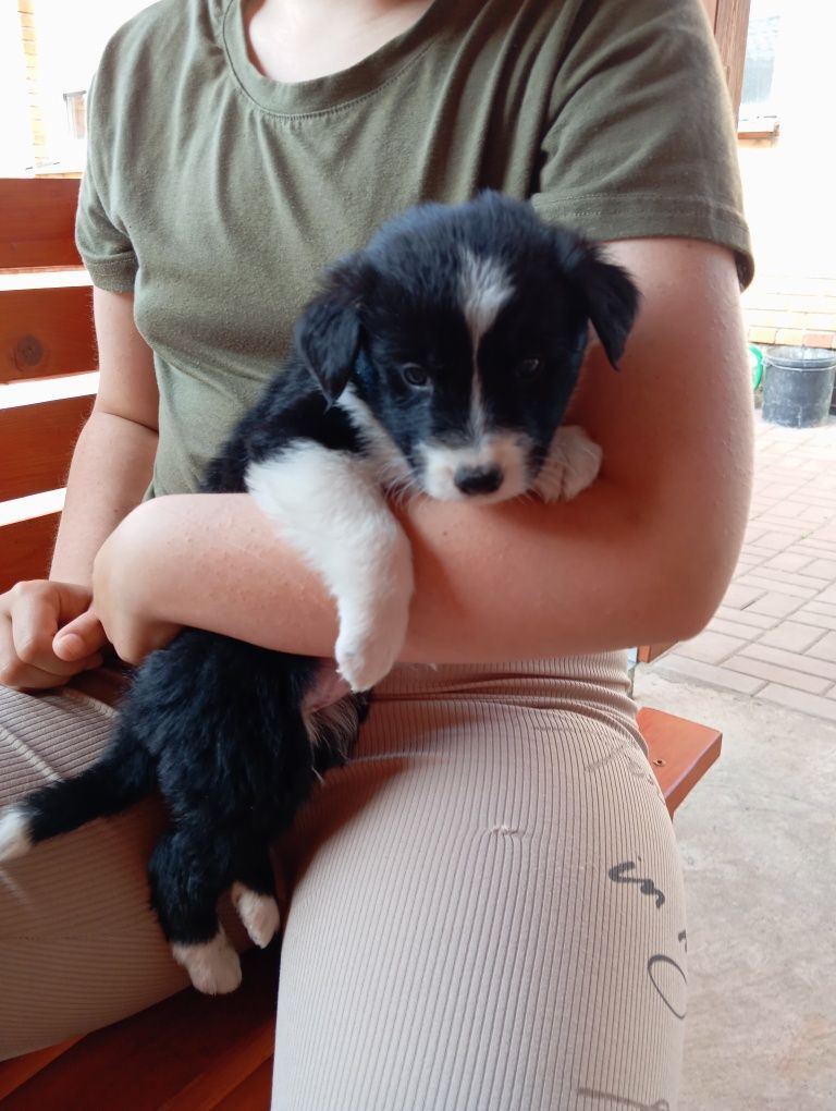 Suczka border collie