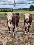Piękne jałówki 100% hereford
