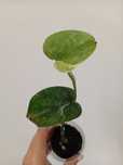 Scindapsus Swarnabhumi